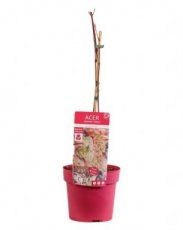 Acer conspicuum ‘Red Flamingo’-Esdoorn 40-50 C3