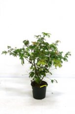 Acer japonicum ‘Aconitifolium’ 100/125 C18 Acer japonicum ‘Aconitifolium’ - Esdoorn 100-125 C18