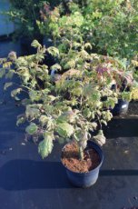 Acer japonicum ‘Aconitifolium’ 30/40 C5