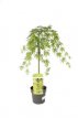 Acer palm.'Cascade Emerald' - stam 40 - C4 Acer palmatum 'Cascade Emerald' - Esdoorn - stam 40 - C4