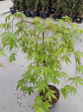 Acer palmatum 'Cascade Emerald' | Esdoorn - stam 40 - C4