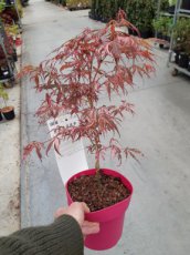 Acer palmatum 'Extravagance' | Esdoorn 30-35 C3