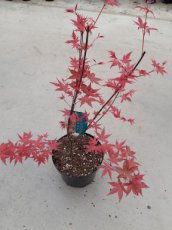 Acer palmatum 'Shin-deshojo' - Esdoorn 30-35 C3