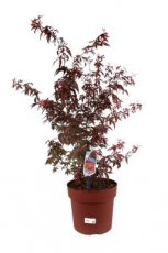 Acer palmatum ‘Atropurpureum’ 125/150 C15 Acer palmatum ‘Atropurpureum’ - Esdoorn 125-150  C15