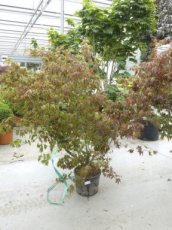 Acer palmatum ‘Atropurpureum’ 150/175 C30 Acer palmatum ‘Atropurpureum’ - Esdoorn 150-175  C30