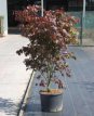 Acer palmatum ‘Atropurpureum’ 175/200 C70 Acer palmatum ‘Atropurpureum’ - Esdoorn 175-200  C70