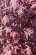 Acer palmatum ‘Atropurpureum’ 40/50 C3 Acer palmatum ‘Atropurpureum’ - Esdoorn 40-50 C3