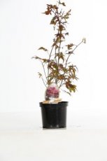 Acer palmatum ‘Atropurpureum’ 40/50 C3 Acer palmatum ‘Atropurpureum’ - Esdoorn 40-50 C3