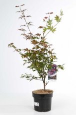 Acer palmatum ‘Atropurpureum’ 70/80 C6 Acer palmatum ‘Atropurpureum’ - Esdoorn 70-80 C6