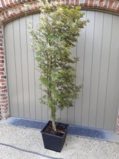 Acer palmatum 'Beni-Jerre Schwartz' - Esdoorn 140-150 C15
