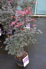 Acer palmatum ‘Bloodgood’ 50/60 C4 Acer palmatum ‘Bloodgood’ - Esdoorn 50-60 C4