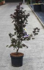 Acer palmatum ‘Bloodgood’ 70/80 C10 Acer palmatum ‘Bloodgood’ - Esdoorn 70-80  C10