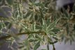 Acer palmatum ‘Butterfly’ 40/50 C Acer palmatum ‘Butterfly’-Esdoorn  40-50  C