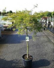 Acer palmatum ‘Dissectum’ 130/150 stam 100 Acer palmatum ‘Dissectum’ - Esdoorn  stam 100 cm | 130-150 C15
