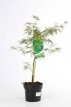 Acer palmatum ‘Dissectum’ 40/50 C Acer palmatum ‘Dissectum’ - Esdoorn   40-50  C