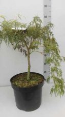 Acer palmatum ‘Dissectum’ 60/80 C10 Acer palmatum ‘Dissectum’ - Esdoorn  60-80  C10