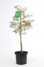 Acer palmatum ‘Dissectum’ 80/100 stam 60 Acer palmatum ‘Dissectum’ - Esdoorn  stam 60 cm | 80-100 C10