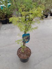 Acer palmatum ‘Emerald Lace’ 30/35 C3 Acer palmatum ‘Emerald Lace’ - Esdoorn 30-35 C3