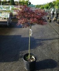Acer palmatum ‘Garnet’ 120/150 stam 100 Acer palmatum ‘Garnet’ (= ‘Dissectum Garnet’) - Esdoorn  stam 100 cm | 120-150  C20