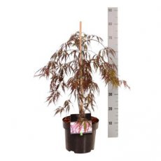 Acer palmatum ‘Garnet’ 60/80 C10 Acer palmatum ‘Garnet’ (= ‘Dissectum Garnet’) - Esdoorn  60-80 C10