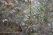 Acer palmatum ‘Garnet’ 40/50 C Acer palmatum ‘Garnet’(=Dissectum Garnet) - Esdoorn  40-50 C