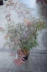 Acer palmatum ‘Garnet’ 40/50 C Acer palmatum ‘Garnet’(=Dissectum Garnet) - Esdoorn  40-50 C
