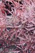 Acer palmatum ‘Inaba-shidare’ 60/80 C10 Acer palmatum ‘Inaba-shidare’-Esdoorn 60-80 C10