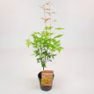 Acer palmatum ‘Orange Lace’® 15/20 C