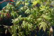 Acer palmatum ‘Osakazuki’ 50/60 C Acer palmatum ‘Osakazuki’ - Esdoorn  50-60 C