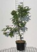 Acer palmatum ‘Osakazuki’ 50/60 C Acer palmatum ‘Osakazuki’ - Esdoorn  50-60 C