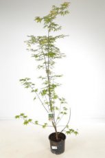 Acer palmatum ‘Osakazuki’ 80/100 C15 Acer palmatum ‘Osakazuki’ - Esdoorn 80-100 C15