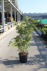 Acer palmatum ‘Sangokaku’ 125/150 C25 Acer palmatum ‘Sangokaku’(=Senkaki) - Esdoorn 125-150 C25