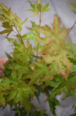 Acer palmatum ‘Sangokaku’(=Senkaki) - Esdoorn 30-40 C3