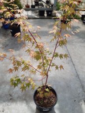 Acer palmatum ‘Sangokaku’ 60/80 C10 Acer palmatum ‘Sangokaku’(=Senkaki) - Esdoorn 60-80 C10