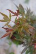 Acer palmatum ‘Shaina’ 30/40 C Acer palmatum ‘Shaina’-Esdoorn 30-40  C
