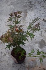 Acer palmatum ‘Shaina’ 30/40 C Acer palmatum ‘Shaina’-Esdoorn 30-40  C