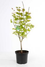 Acer shirasawanum ‘Aureum’ 60/80 C10 Acer shirasawanum ‘Aureum’ - Esdoorn 60-80 C10