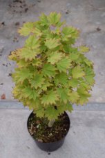 Acer shirasawanum ‘Aureum’ 30/40 C