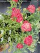 Achillea millefolium  ‘Red Velvet’ Achillea millefolium ‘Red Velvet’ | Duizendblad 60 P9