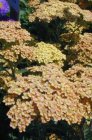 Achillea millefolium 'Summer Pastels’ Achillea millefolium 'Summer Pastels’ | Duizendblad 80 P9