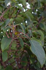 Actinidia arguta 'Weikii' - mannelijk | kiwi/kiwibes 30/40 C