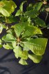 Aesculus parviflora 60/80 C Aesculus parviflora-Herfstpaardenkastanje 60-80  C