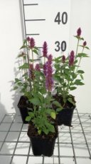 Agastache hybr.  'Beelicious Purple'® | Anijsplant 50 P9