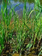 Alisma plantago-aquatica | Waterweegbree 20-25  P9