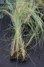 Ammophila arenaria | Helmgras 70 P9