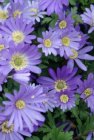 Anemone blanda ‘Blue Shades’ | Oosterse Anemoon 10 P9