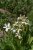 Anemopsis californica Anemopsis californica | Moeras Houttuynia  10-15  P9