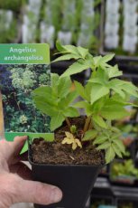 Angelica archangelica | Grote engelwortel 175 P9