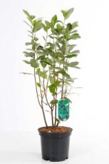 Aronia arbutifolia 'Brilliant' 40/60 C Aronia arbutifolia 'Brilliant' - Appelbes 40/60 C