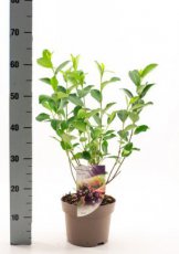 Aronia melanocarpa 'Hugin' -Appelbes 40-60 C